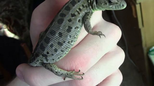 Осмотр вероятно беременной самки Lacerta agilis exigua смотреть онлайн