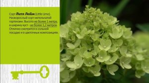 ЭТИ СОРТА ГОРТЕНЗИЙ ЦВЕТУТ В СУРОВОМ КЛИМАТЕ.  Проверено Уралом