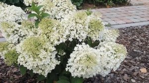 МОЯ  ГОРТЕНЗИЯ BOBO ( БОБО) - КРУЖЕВНАЯ КРАСОТА!