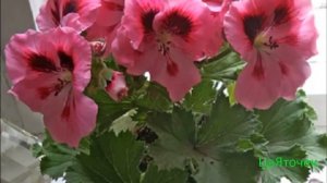 Королевская Пеларгония уход в домашних условиях