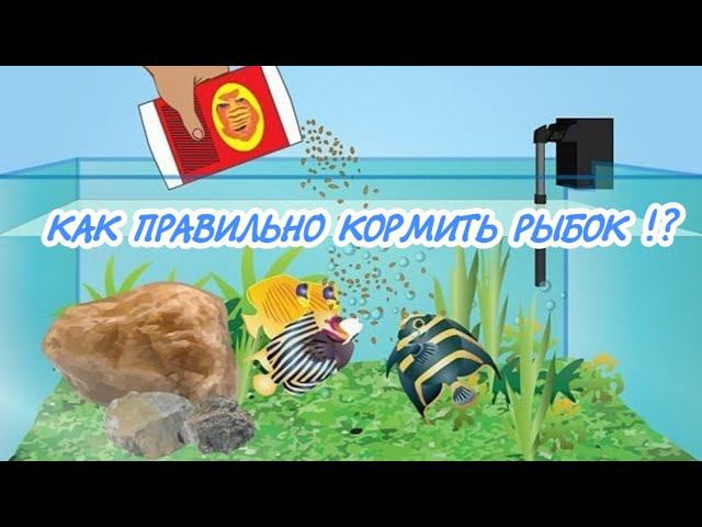 ВСЕ ПРАВИЛА КОРМЛЕНИЯ АКВАРИУМНЫХ РЫБОК. смотреть онлайн