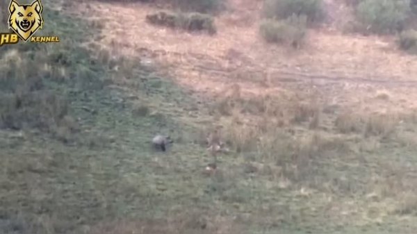 Wolf vs Wild Boar | Wolves Hunting Wild Boar