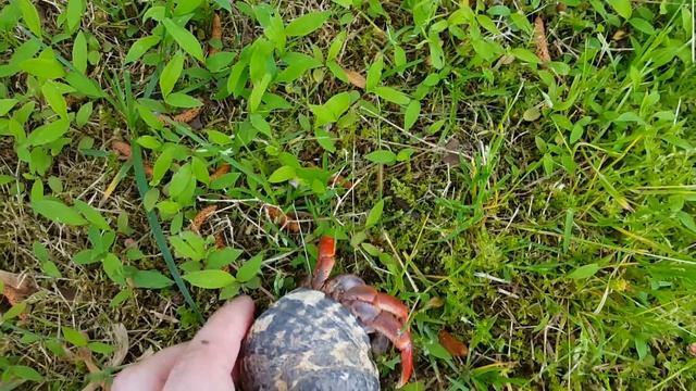 "Hermit Crab Pearl on a Adventure" смотреть онлайн
