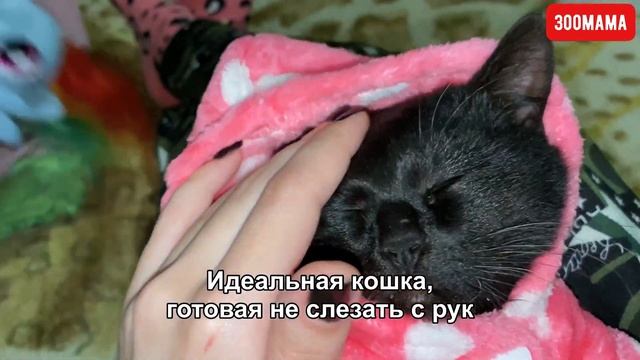 Нашла чёрную кошку в Хэллоуин | Шотландка Кира смотреть онлайн