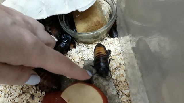 Шипящие тараканы смотреть онлайн