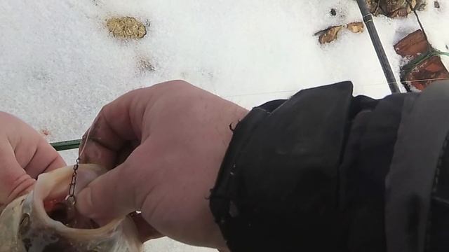 Ловля жереха - я где-то слыша что жерех в феврале не клюет. смотреть онлайн