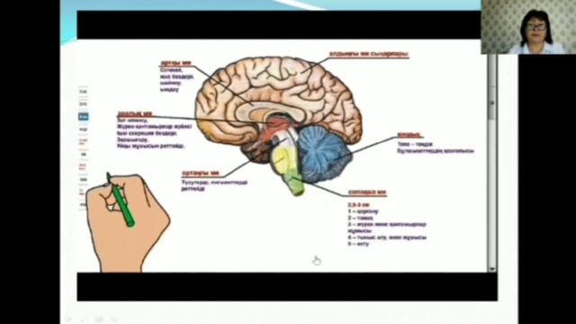 Биология пәні. Байтуарова Р.Т. №13 орта мектебі смотреть онлайн