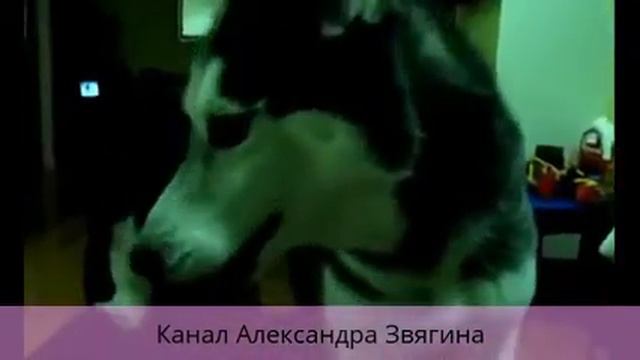 ОЧЕНЬ СМЕШНОЕ ВИДЕО ПРО ЖИВОТНЫХ / VERY MIXED VIDEO FOR ANIMALS смотреть онлайн
