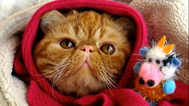 Илюша - мартовский кот.wmv смотреть онлайн
