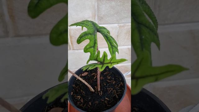 ALOCASIA JACKLYN DAUN MENGECIL KARENA KURANG GIZI 😁 смотреть онлайн