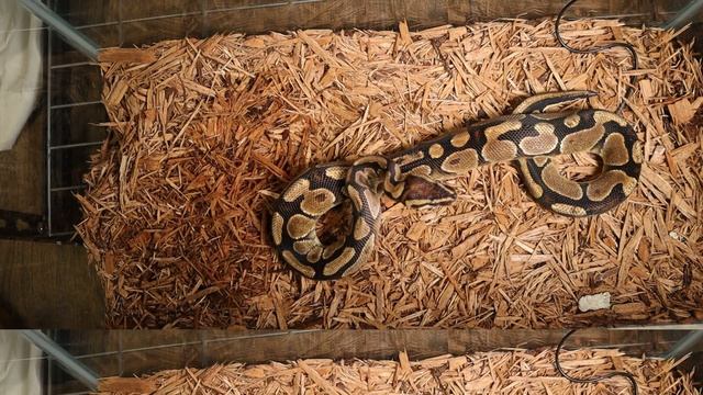 |?Double Live Feeding?| Python Takes Down 2 ? With With Ease смотреть онлайн