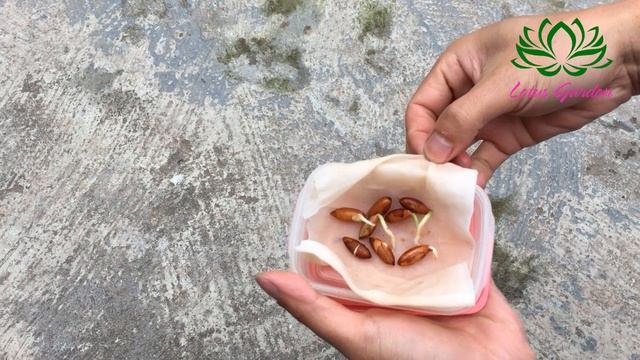 Tips to grow Elaeagnus latifolia from seeds, germinate easily and quickly смотреть онлайн