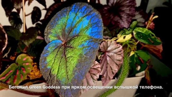 [ОБЗОР] Бегония Green Goddess ?При Обычном Свете И Вспышке ✨