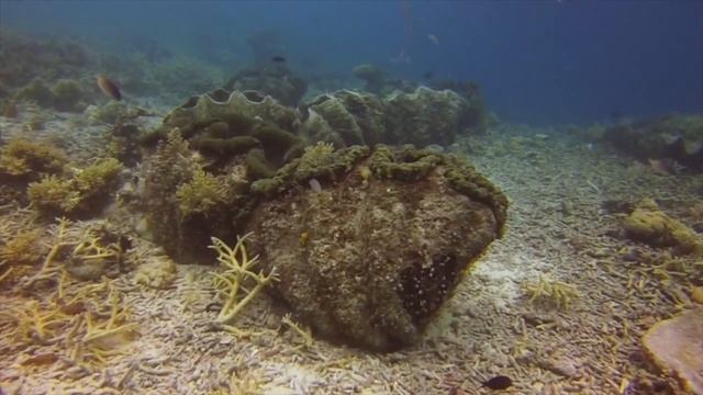 Il più grande mollusco esistente al mondo - Tridacna Gigas смотреть онлайн