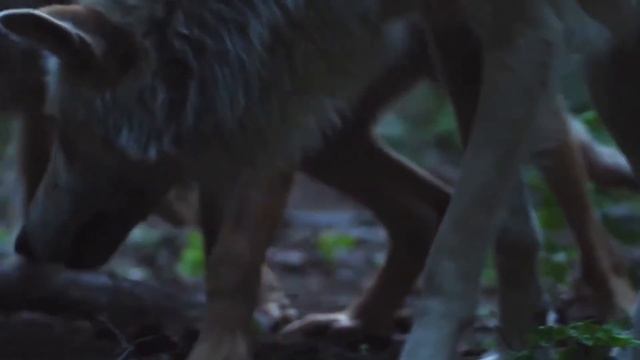 КАК УСТРОЕНА СТАЯ ВОЛКОВ | Иерархия волчьей стаи смотреть онлайн