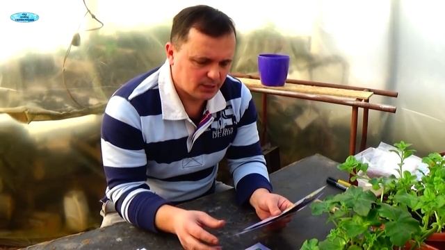 ПОСЕВ ХОРОШИХ СОРТОВ БАКЛАЖАН-КОГДА И КАК МЫ ИХ СЕЕМ. смотреть онлайн