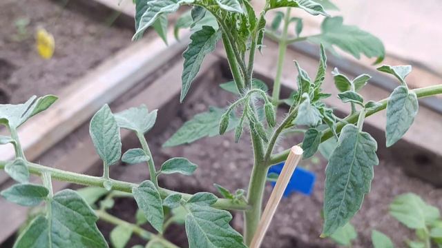 Помидоры в ведрах переехали на открытый воздух смотреть онлайн