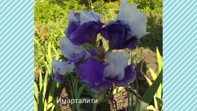 Ирисы подборка самых красивых сортов