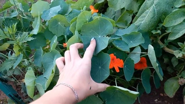 20#КУПИЛА ЗАБРОШЕННУЮ ДАЧУ. ЧТО ЗА НАХОДКА? ? Гуляю по соседнему огороду, а ТААААМ... УДачники Везд смотреть онлайн