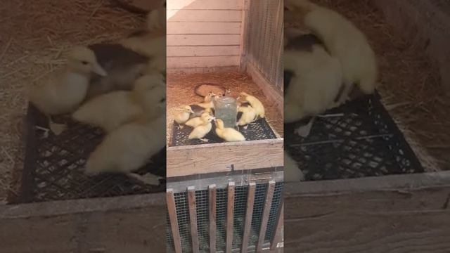 Умная поилка для утят своими руками. Do-it-yourself smart drinker for ducklings. #ducklings #ducks смотреть онлайн