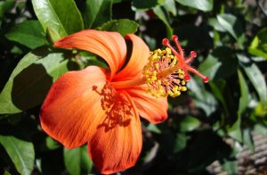 Кокия Кука РЕЛАКС АРТ-ТЕРАПИЯ ИМПРОВИЗАЦИЯ композитор Виктор Анохин #piano #instrumentalmusic #цветы