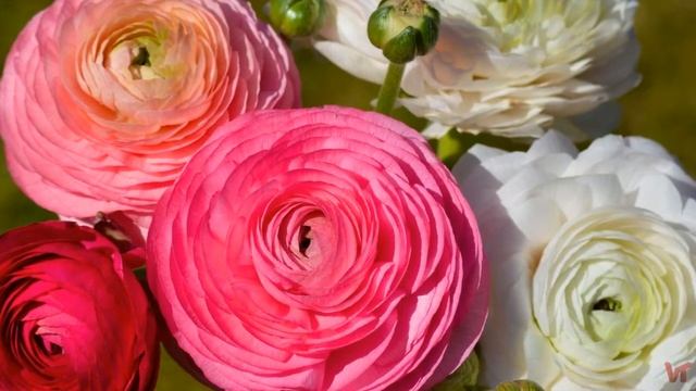 Ранункулюс (Ranunculus) -азиатские лютики