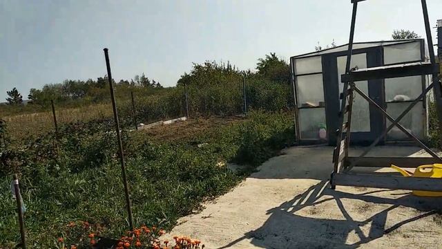 В саду бегают дикие куропатки, собираем свеклу (как самим вырастить семена свеклы). смотреть онлайн