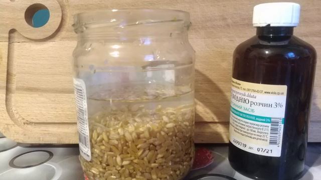 Какие Чудеса Творит Проросшая Пшеница.Что будет если есть проросшую пшеницу.Как проращивать пшеницу смотреть онлайн