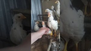 цыплята леггорн далматинец 2 месяца