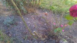 Английские розы. Лечение черной пятнистости. Серия 1