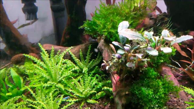 Emboli: Planted Bucephalandra Aquarium with labelled plants смотреть онлайн