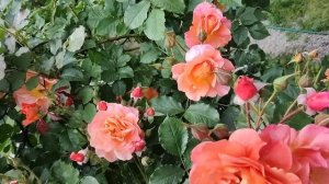 Опоры для плетистых роз | Простые опоры для плетистых роз своими руками