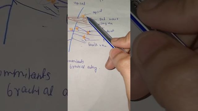 Axillary lymph nodes смотреть онлайн