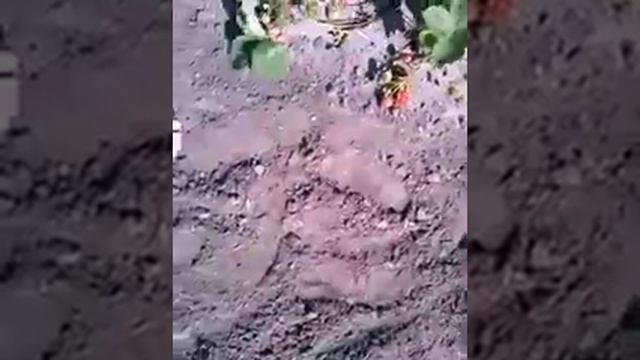 ГАЛИЯ и др смотреть онлайн