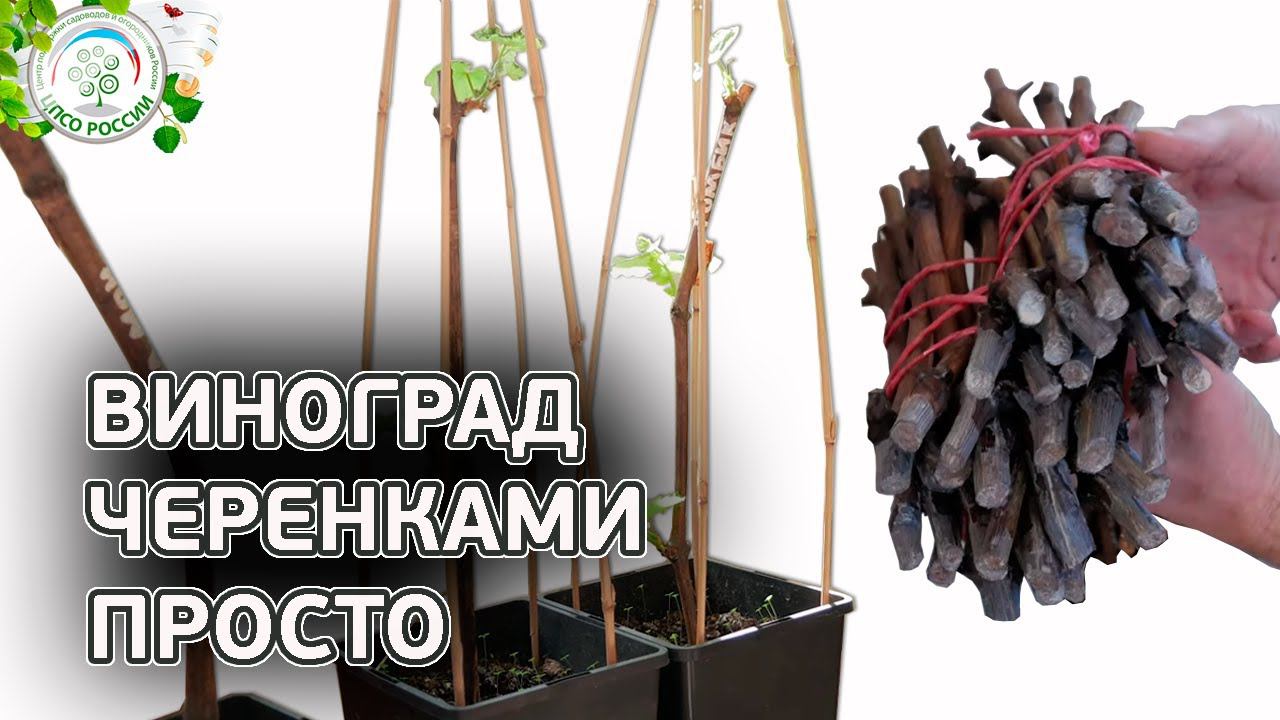 УКОРЕНЕНИЕ ЧЕРЕНКОВ ВИНОГРАДА ПРОСТО. Как прорастить виноградные черенки. смотреть онлайн
