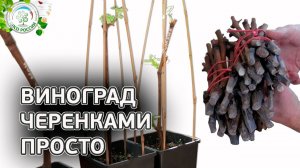 УКОРЕНЕНИЕ ЧЕРЕНКОВ ВИНОГРАДА ПРОСТО.  Как прорастить виноградные черенки.