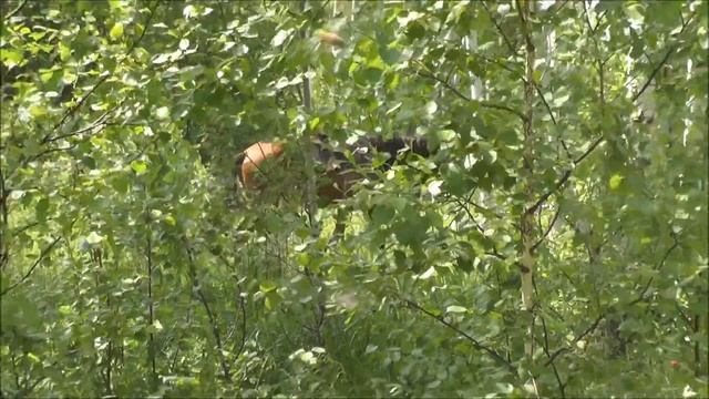 Солонцы. Часть 1.Первый опыт