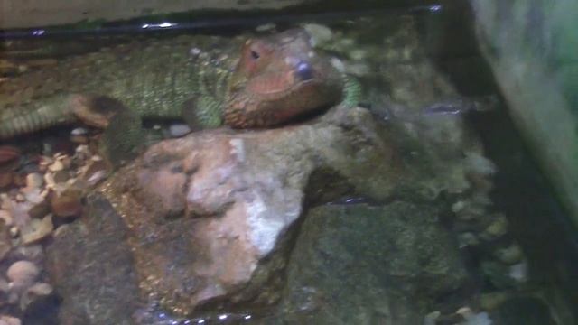 Каймановая Ящерица / Cayman Lizard