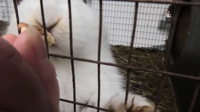 Ладно белкам орешки, но кролики... , тоже едят! Okay, squirrels are nuts, but rabbits ... eat too! смотреть онлайн