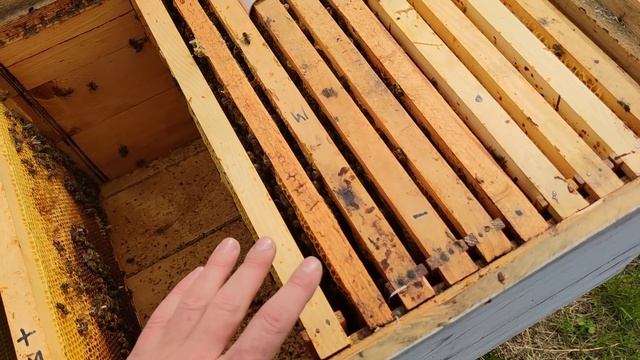 Когда и как ставить вощину в пчелиный улей весной и что нужно знать✅☝️?