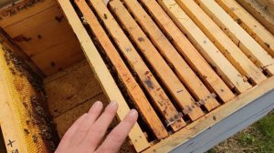 Когда и как ставить вощину в пчелиный улей весной и что нужно знать✅☝️?