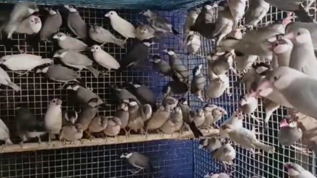 JAVA BIRD CURRENT MARKET PRICE | Java Bird In Wholesale | Java Sparrow | Kolkata Java Market смотреть онлайн