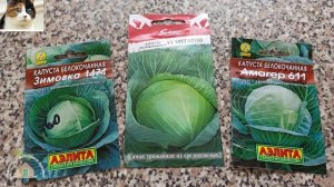 Как посадить капусту на рассаду семенами в стаканчики