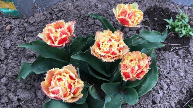 Тюльпаны, сорта которых рекомендую всем. Часть 2 смотреть онлайн