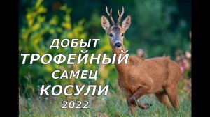 Добыт трофейный самец косули! 2022