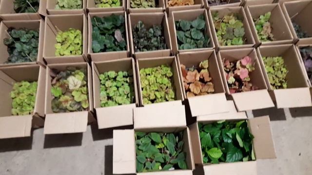 Большое поступление гейхер, обзор. 89601283920-Вотсап. смотреть онлайн