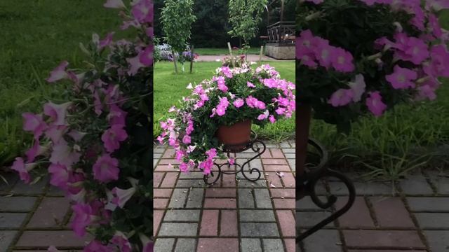 Каскадная/ампельная петунии - отличия #Shorts смотреть онлайн