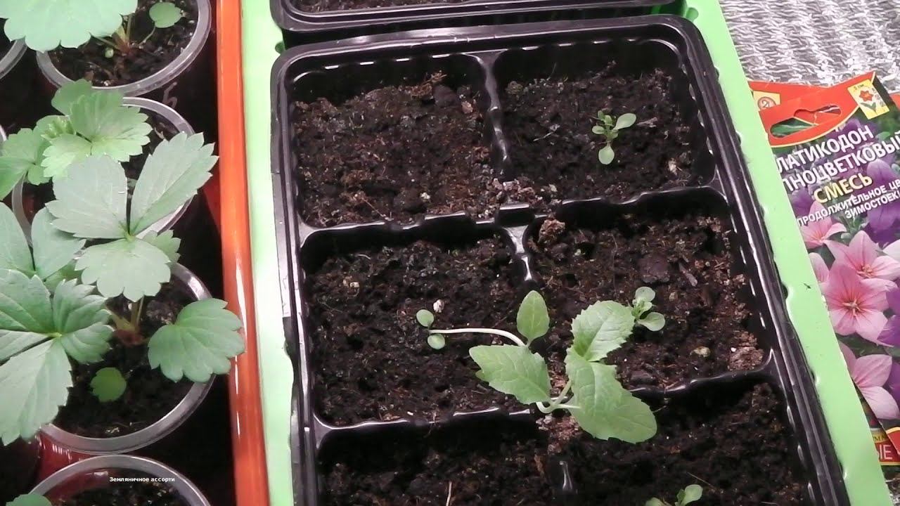 ЕСЛИ РАССАДА ВЫТЯНУЛАСЬ , ЧТО ДЕЛАТЬ ? смотреть онлайн