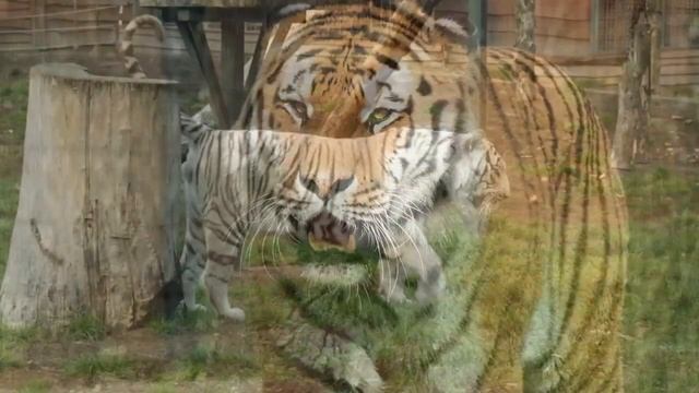 Relax music with tigers - for stress relief, rest, deep sleep смотреть онлайн