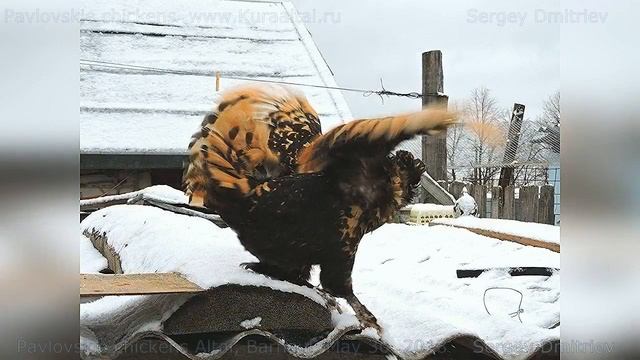 #2 Pavlovskiy Rooster, hen and their chicks Altai Папа, мама, мы- ПАВЛОВСКИЕ цыплята золото Алтай смотреть онлайн